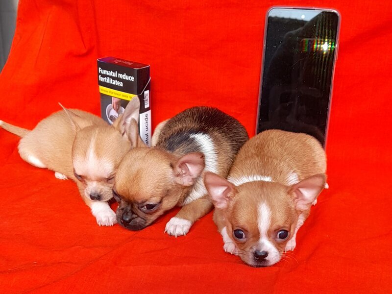 Adorabili, chihuahua,