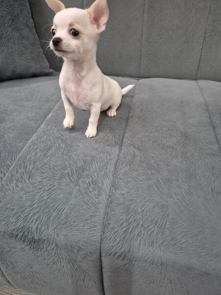 Adorabili, chihuahua,