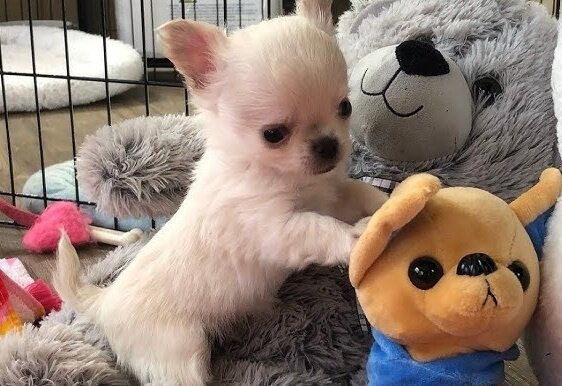 Adorabili, chihuahua,