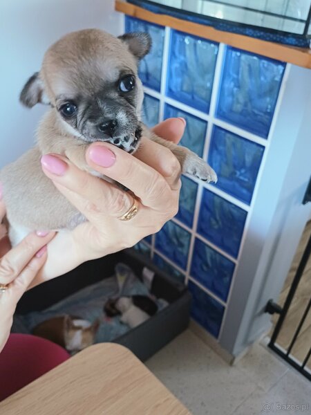 Adorabili, chihuahua,