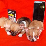 Adorabili, chihuahua