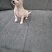 Adorabili, chihuahua,