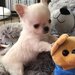 Adorabili, chihuahua,
