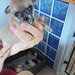 Adorabili, chihuahua,